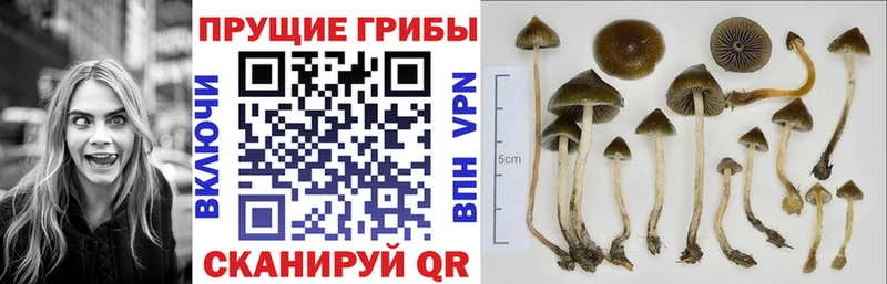 блэк спрут рабочий сайт  Купино  Псилоцибиновые грибы Psilocybine cubensis 
